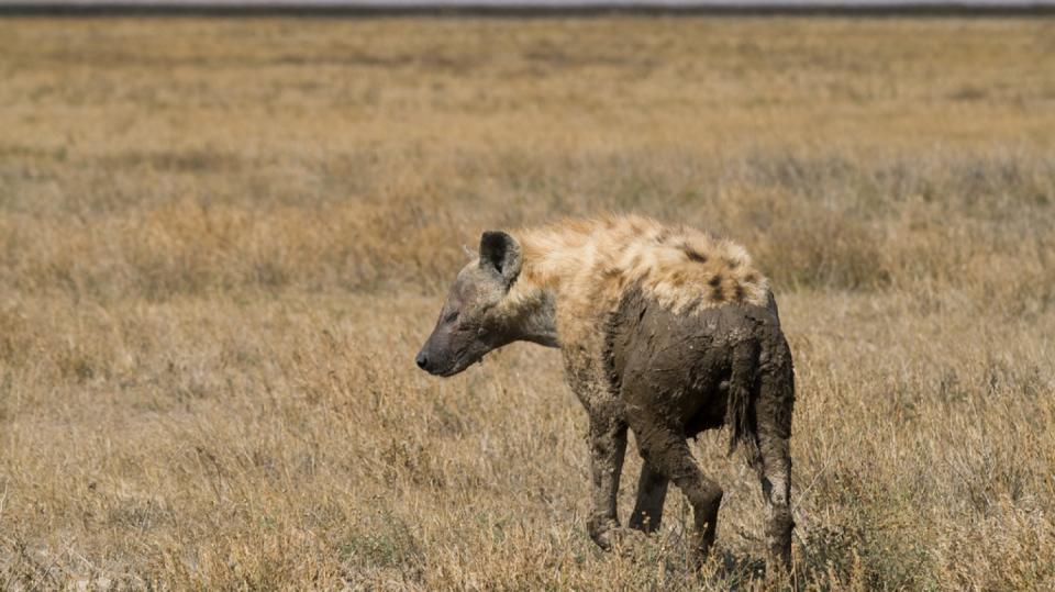 Hyena v národním parku Serengeti